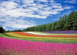 prato fiorito primavera